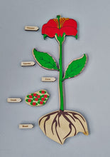 Load image into Gallery viewer, Parts of a Plant Puzzle