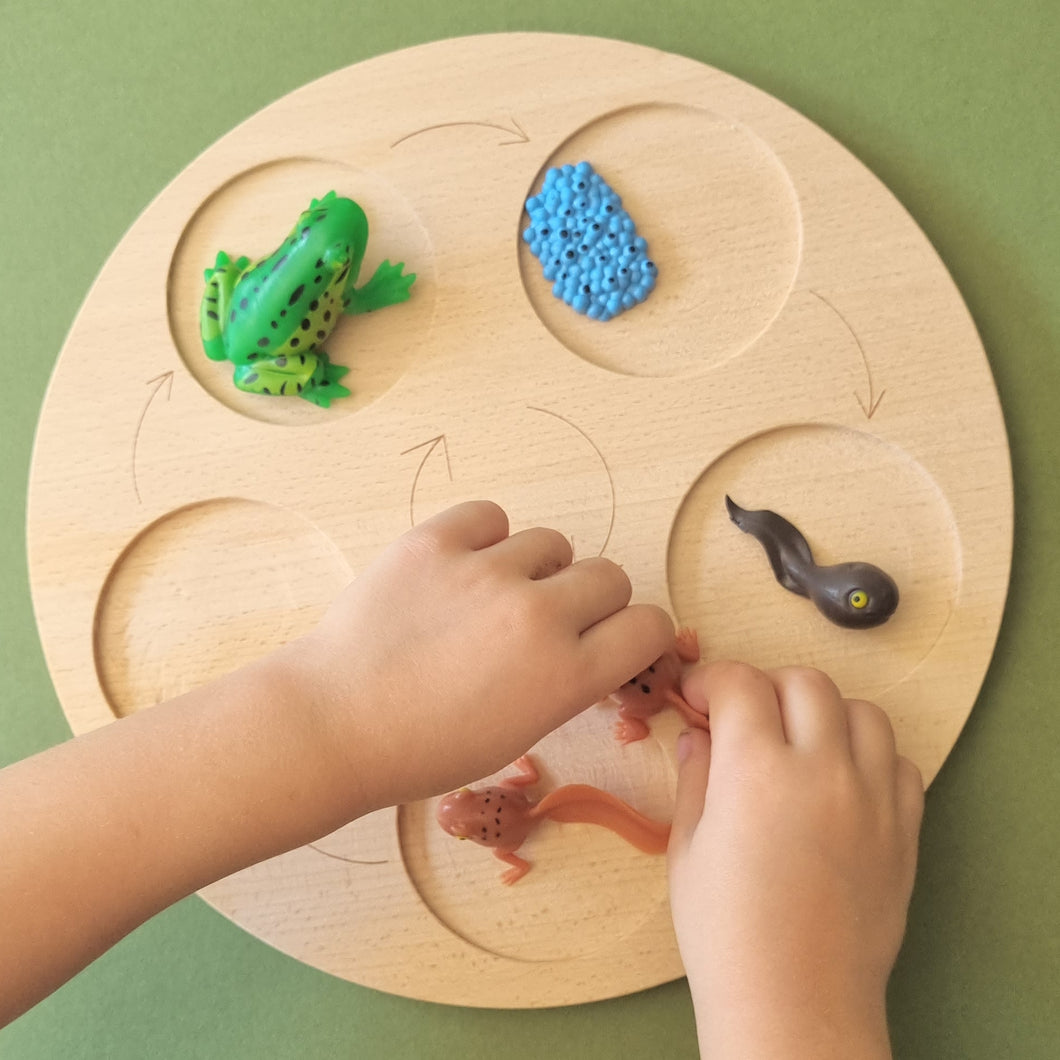 Life Cycle Tray